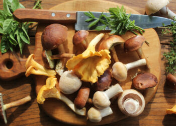 Les champignons, sources de vitamine D et B12 aussi parfaits pour les végétaliens