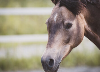 Ce qu'il faut savoir sur les paris hippiques