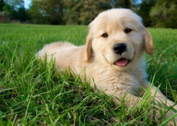 Nous avons besoin de plus de chiens dans les camions