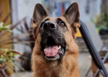 Petite mise à jour de Lana |    … un blog d’Arsenal