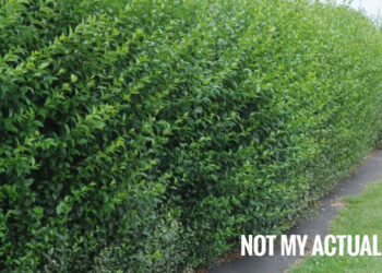 Forfaits week-end |    … un blog d’Arsenal