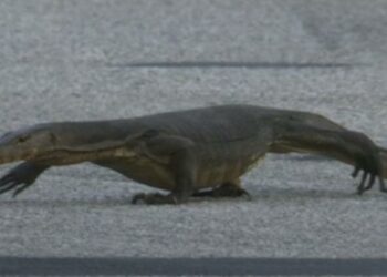 F1, animaux protagonistes à Singapour : le varan « envahisseur » de la piste