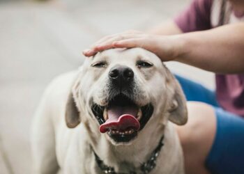 « Je suis vétérinaire et voici les trois choses à prendre en compte lorsque vous nourrissez votre chien »