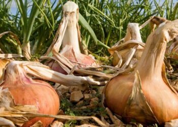 Une astuce simple pour arrêter le gaspillage alimentaire et amener la cuisine maison à un nouveau niveau