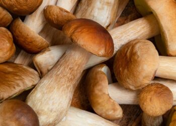 Les experts affirment qu’une alimentation polyvalente « protège contre la maladie d’Alzheimer »