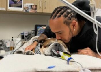 Lewis Hamilton partage la mise à jour déchirante de Roscoe – «Son cœur arrêté» | F1 | Sport