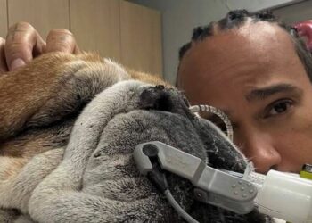 Dog Roscoe Health de Lewis Hamilton, plus tard en tant que formateur partage le message | F1 | Sport