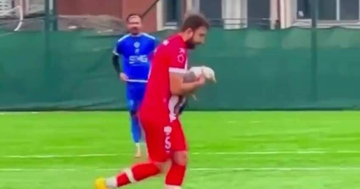 Un match de football s'est soudainement arrêté alors qu'un joueur effectuait une RCR pour sauver une mouette | Football | Sport